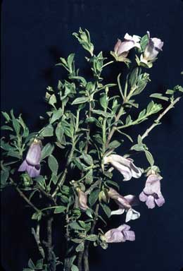 APII jpeg image of Eremophila margarethae  © contact APII