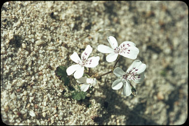 APII jpeg image of Pelargonium havlasae  © contact APII