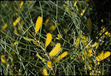 APII jpeg image of Acacia jibberdingensis  © contact APII