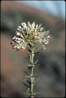 APII jpeg image of Grevillea acrobotrya  © contact APII