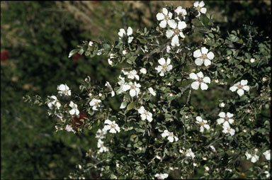 APII jpeg image of Leptospermum sericeum  © contact APII