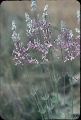 APII jpeg image of Stylidium brunonianum  © contact APII