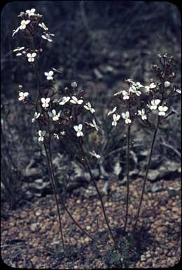 APII jpeg image of Stylidium ciliatum  © contact APII