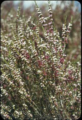 APII jpeg image of Thryptomene tuberculata  © contact APII