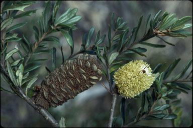 APII jpeg image of Banksia canei  © contact APII