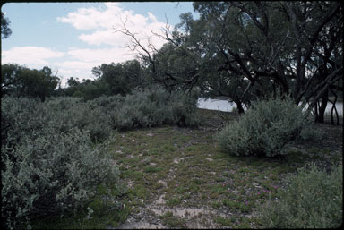 APII jpeg image of Eucalyptus largiflorens,<br/>Atriplex nummularia,<br/>Eucalyptus camaldulensis  © contact APII