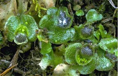 APII jpeg image of Lunularia cruciata  © contact APII