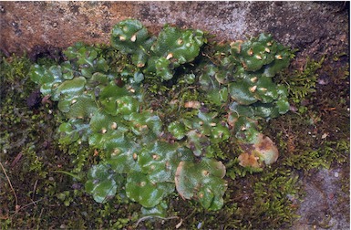 APII jpeg image of Lunularia cruciata  © contact APII