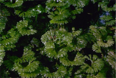 APII jpeg image of Hymenophyton flabellatum  © contact APII