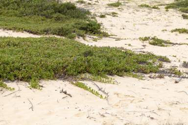 APII jpeg image of Scaevola calendulacea,<br/>Ptilotus gomphrenoides  © contact APII