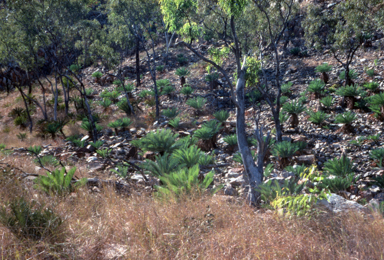 APII jpeg image of Cycas furfuracea  © contact APII