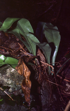 APII jpeg image of Asplenium australasicum  © contact APII