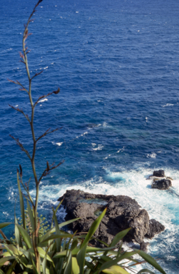 APII jpeg image of Phormium tenax  © contact APII