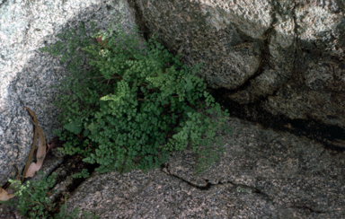 APII jpeg image of Adiantum aethiopicum  © contact APII