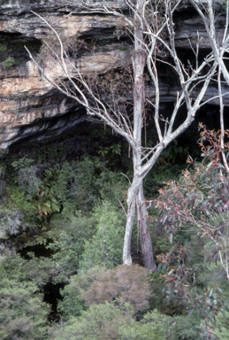 APII jpeg image of Epacris hamiltonii  © contact APII