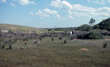 APII jpeg image of Deyeuxia appressa  © contact APII