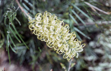 APII jpeg image of Grevillea 'Moonlight'  © contact APII
