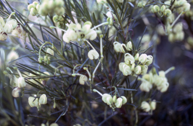 APII jpeg image of Grevillea rosmarinifolia 'Lutea'  © contact APII