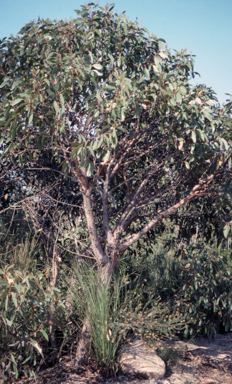 APII jpeg image of Eucalyptus camfieldii  © contact APII