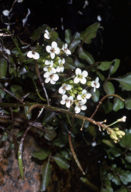 APII jpeg image of Cardamine  © contact APII