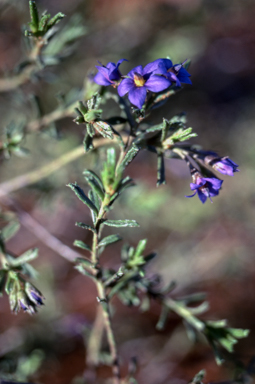 APII jpeg image of Halgania cyanea  © contact APII