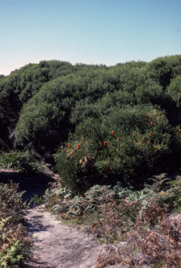 APII jpeg image of Melaleuca armillaris subsp. armillaris  © contact APII