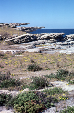 APII jpeg image of Senecio pinnatifolius var. pinnatifolius  © contact APII