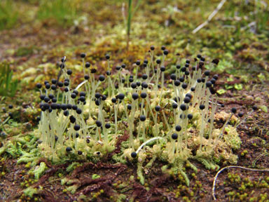 APII jpeg image of Fossombronia maritima  © contact APII