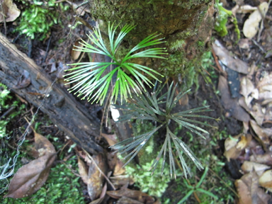 APII jpeg image of Schizaea dichotoma  © contact APII