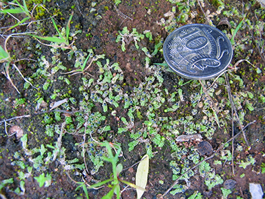 APII jpeg image of Fossombronia densa,<br/>Fossombronia scrobiculata  © contact APII