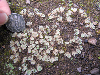 APII jpeg image of Riccia sp.  © contact APII