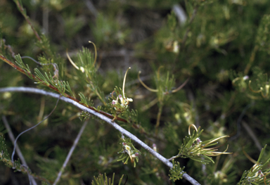 APII jpeg image of Adenanthos apiculatus  © contact APII