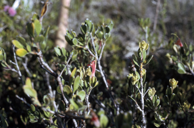 APII jpeg image of Adenanthos dobsonii  © contact APII