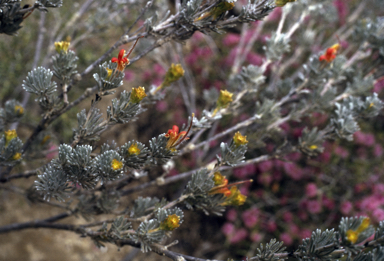 APII jpeg image of Adenanthos flavidiflorus  © contact APII