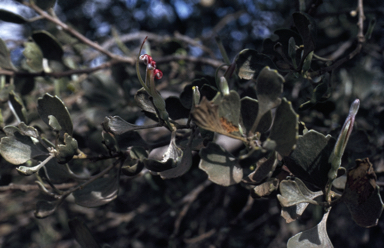 APII jpeg image of Adenanthos stictus  © contact APII