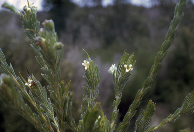 APII jpeg image of Adenanthos terminalis  © contact APII