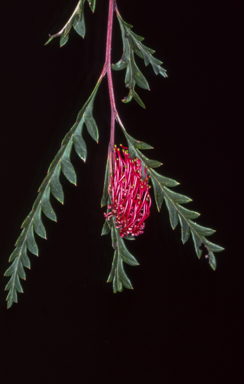APII jpeg image of Grevillea 'Poorinda Ben'  © contact APII