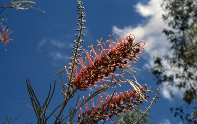APII jpeg image of Grevillea 'Starfire'  © contact APII