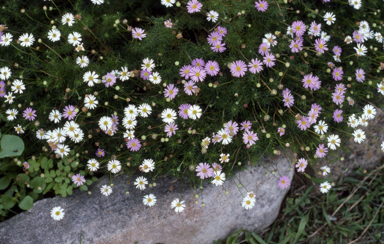 APII jpeg image of Brachyscome multifida 'Roulette'  © contact APII