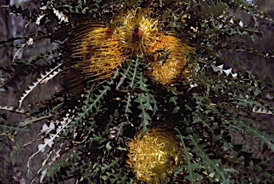 APII jpeg image of Banksia nobilis  © contact APII