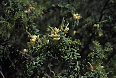 APII jpeg image of Grevillea alpina  © contact APII