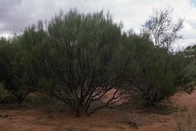 APII jpeg image of Grevillea extorris  © contact APII