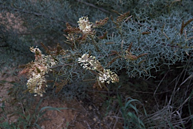 APII jpeg image of Grevillea leptopoda  © contact APII