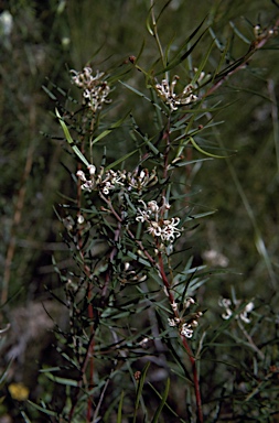 APII jpeg image of Grevillea parviflora  © contact APII