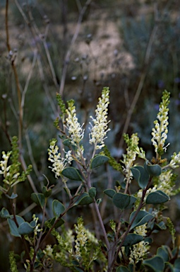 APII jpeg image of Grevillea shuttleworthiana  © contact APII