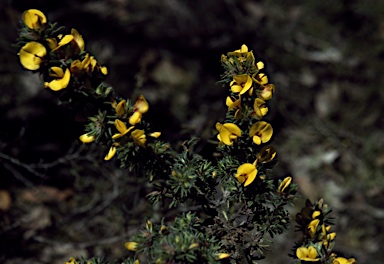 APII jpeg image of Pultenaea daltonii  © contact APII