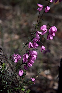 APII jpeg image of Tetratheca pilosa  © contact APII