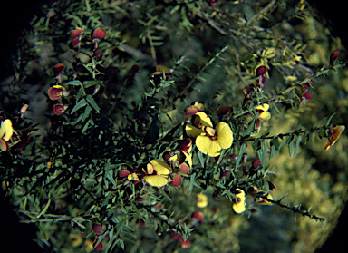 APII jpeg image of Bossiaea cinerea  © contact APII