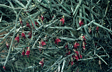 APII jpeg image of Bossiaea walkeri  © contact APII