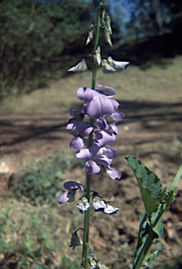 APII jpeg image of Crotalaria verrucosa  © contact APII